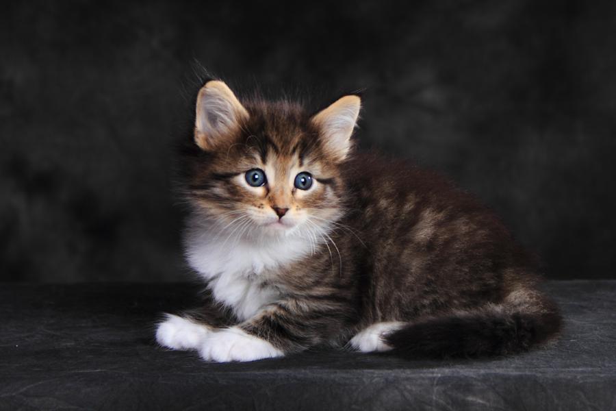 Quattro (35 Tage alt)