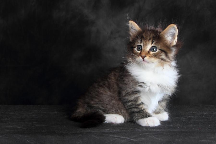 Quattro (41 Tage alt)