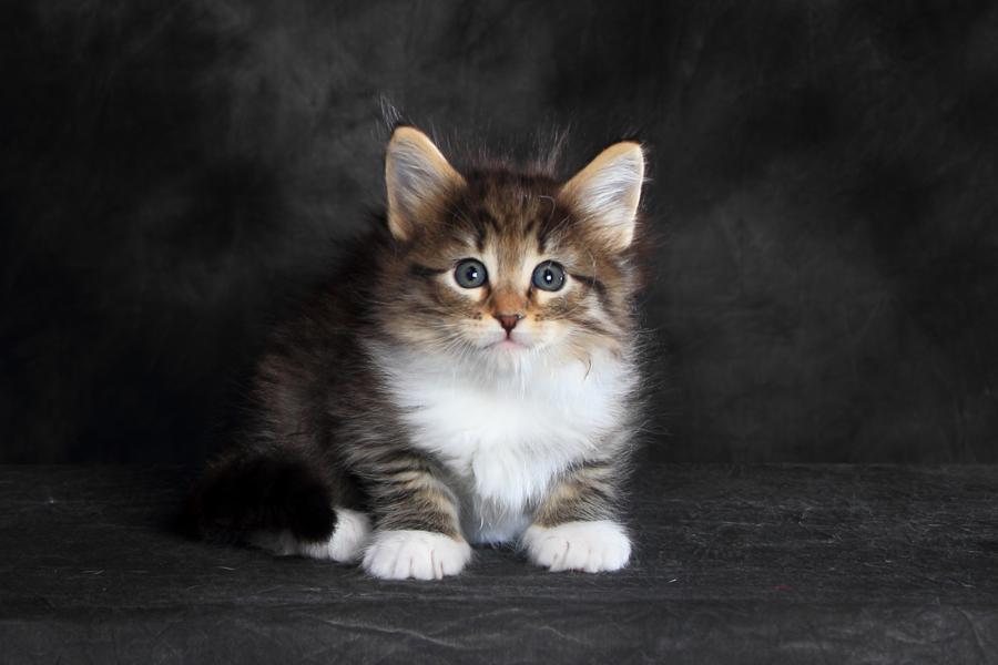 Quattro (41 Tage alt)