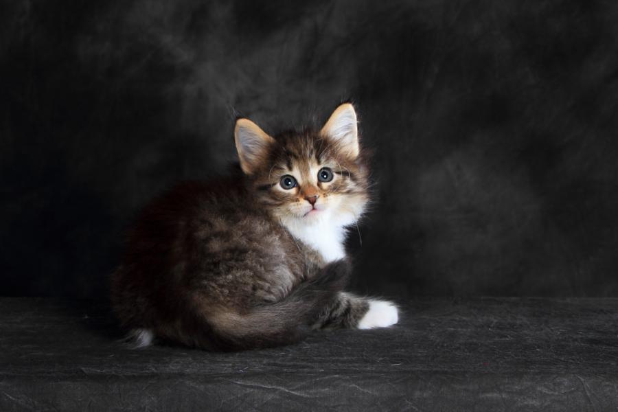 Quattro (41 Tage alt)