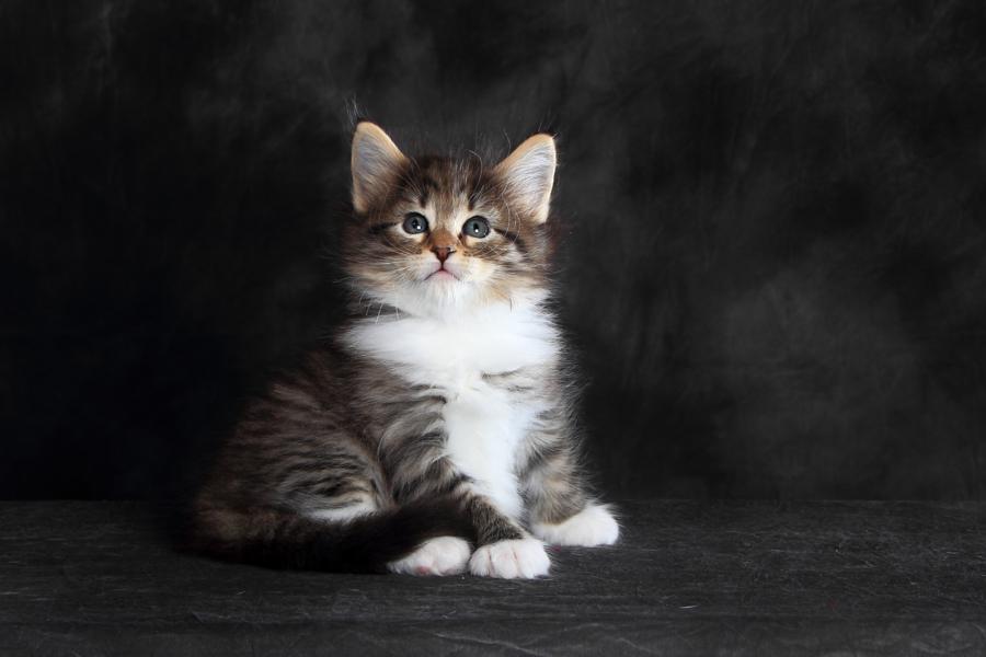 Quattro (41 Tage alt)