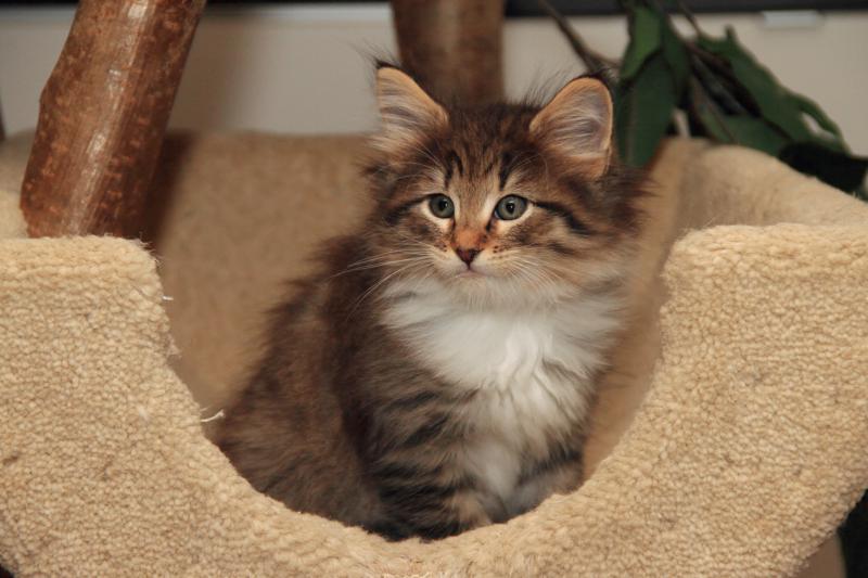 Quattro (49 Tage alt)