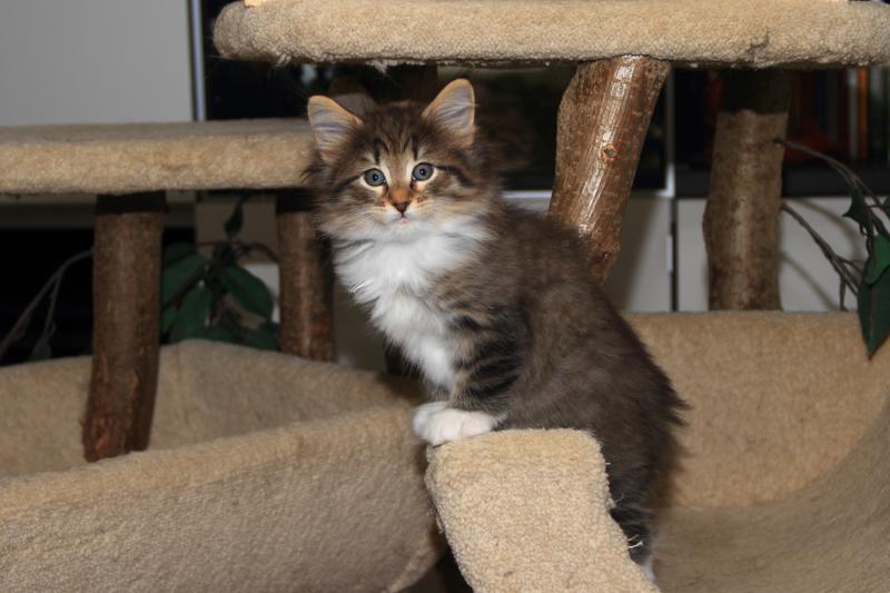 Quattro (49 Tage alt)