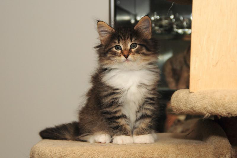 Quattro (49 Tage alt)