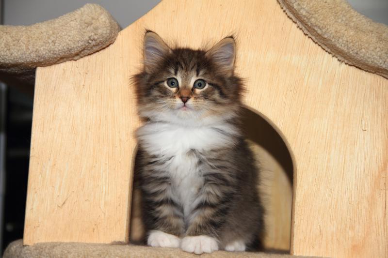 Quattro (49 Tage alt)