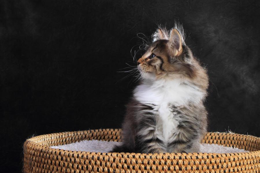 Quattro (57 Tage alt)