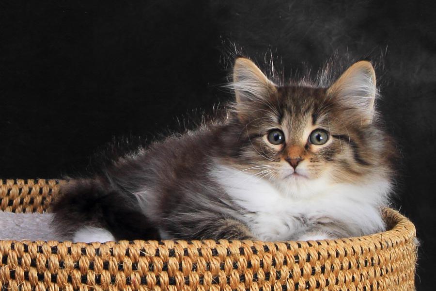 Quattro (57 Tage alt)