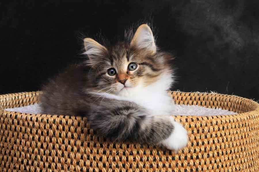 Quattro (57 Tage alt)