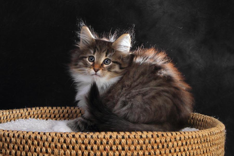 Quattro (57 Tage alt)