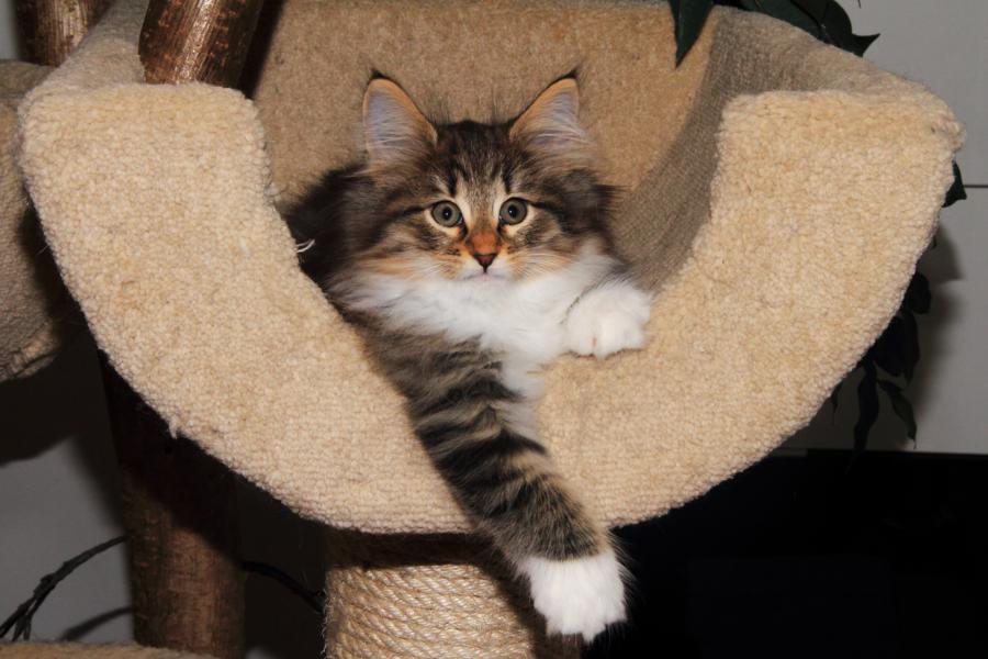 Quattro (65 Tage alt)