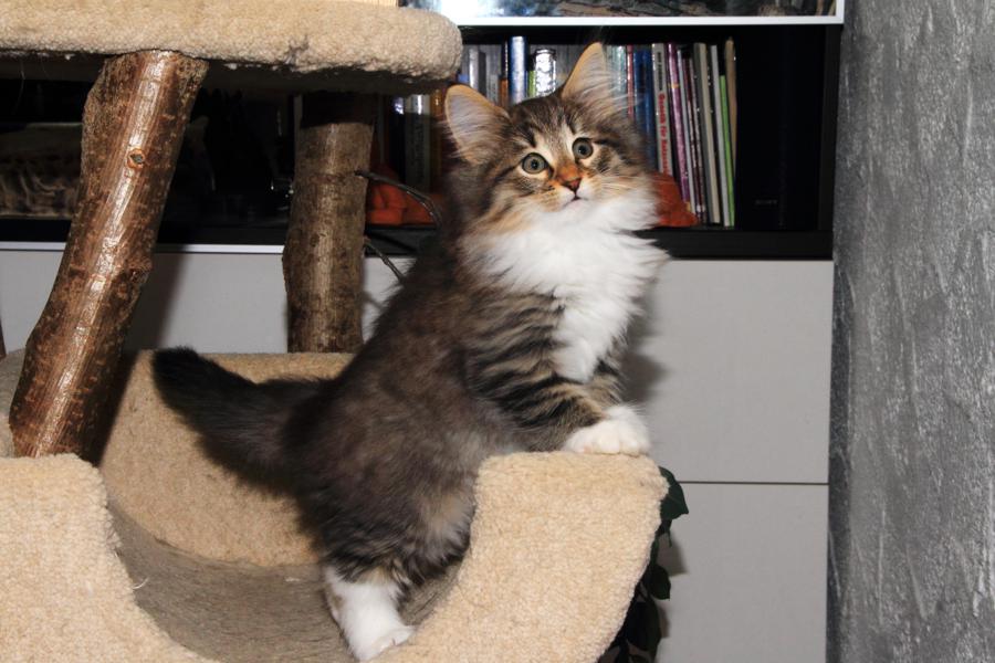 Quattro (65 Tage alt)