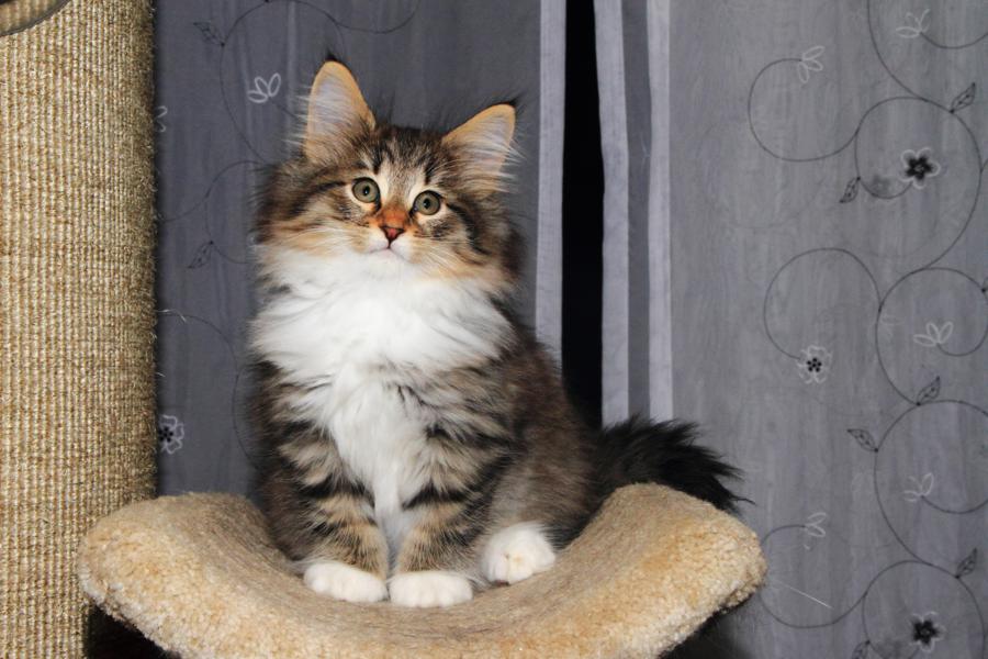 Quattro (65 Tage alt)