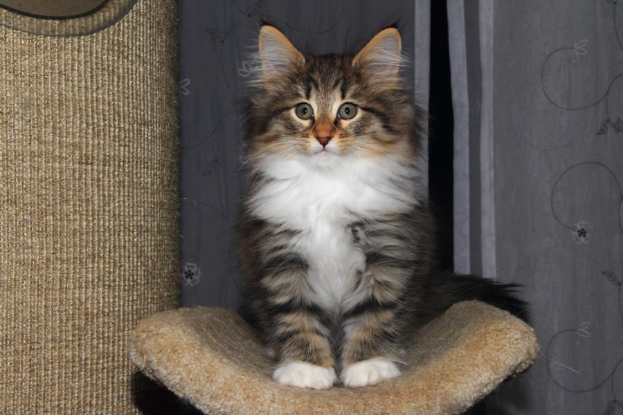 Quattro (65 Tage alt)