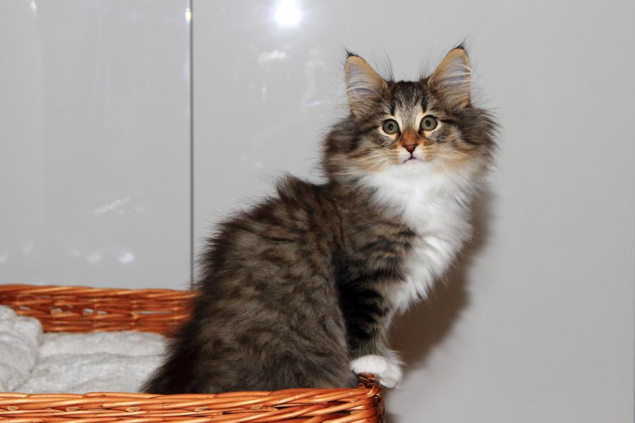 Quattro (70 Tage alt)