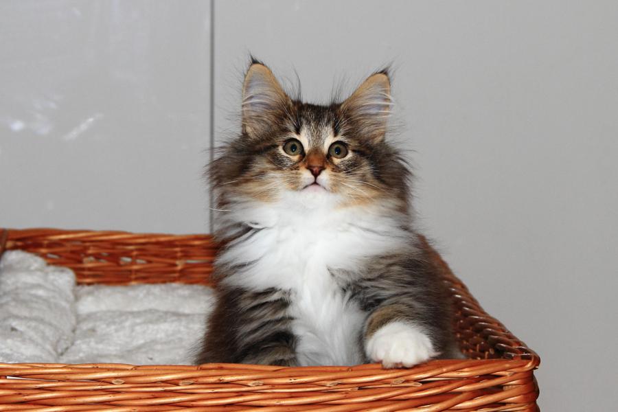 Quattro (70 Tage alt)