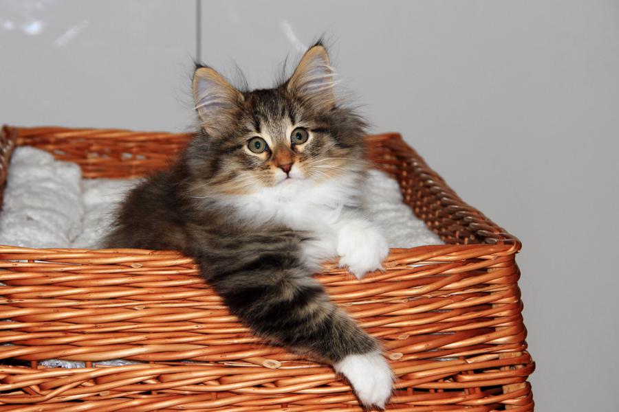 Quattro (70 Tage alt)