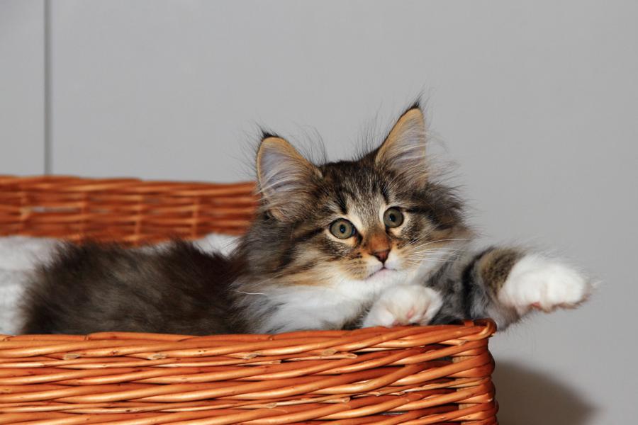 Quattro (70 Tage alt)