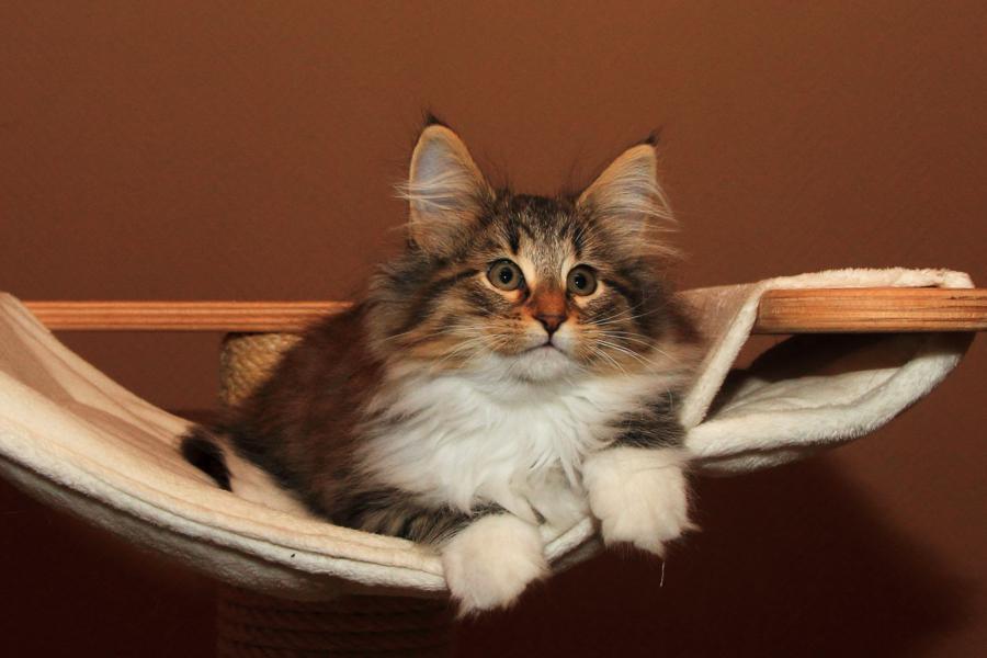 Quattro (77 Tage alt)