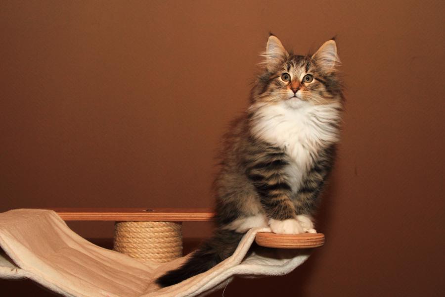 Quattro (77 Tage alt)