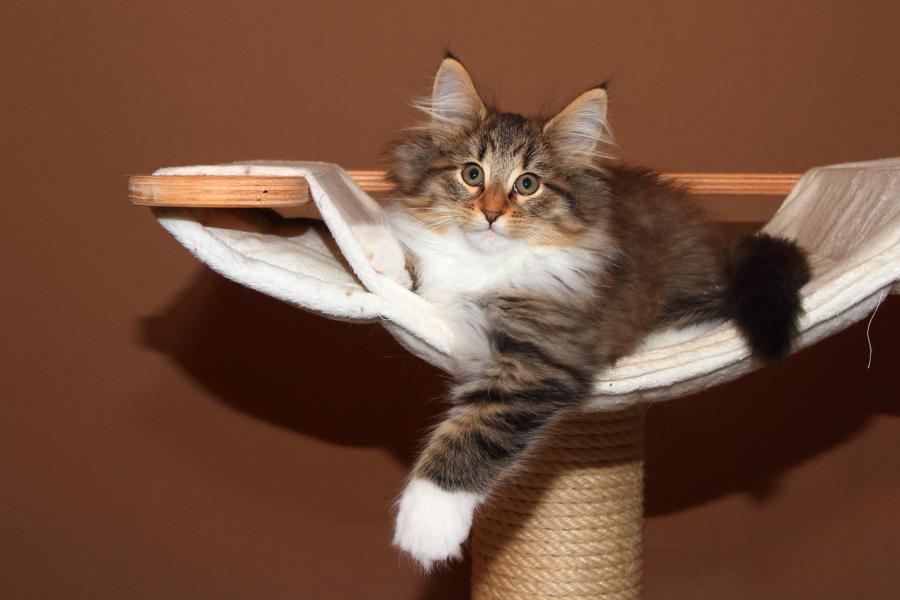 Quattro (77 Tage alt)