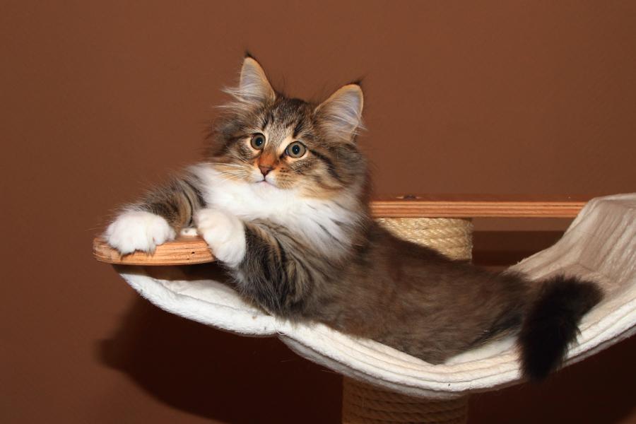 Quattro (77 Tage alt)