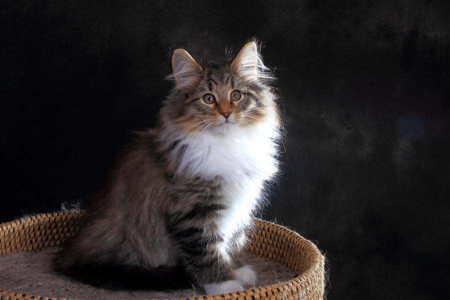 Quattro (84 Tage alt)