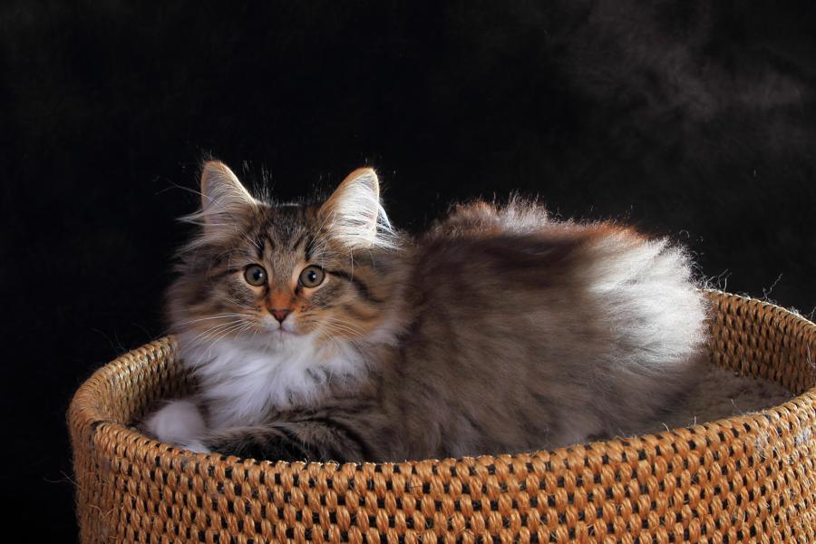 Quattro (84 Tage alt)