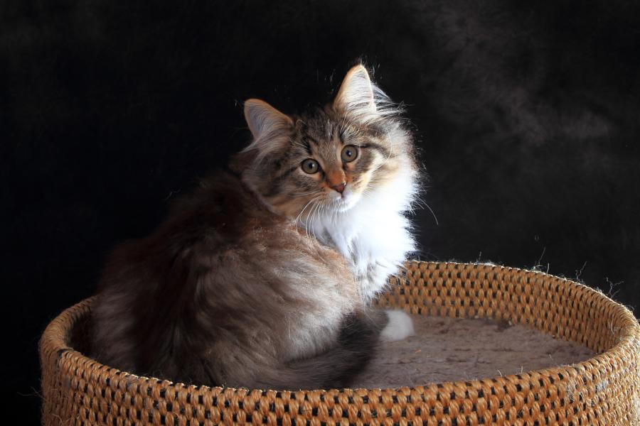 Quattro (84 Tage alt)