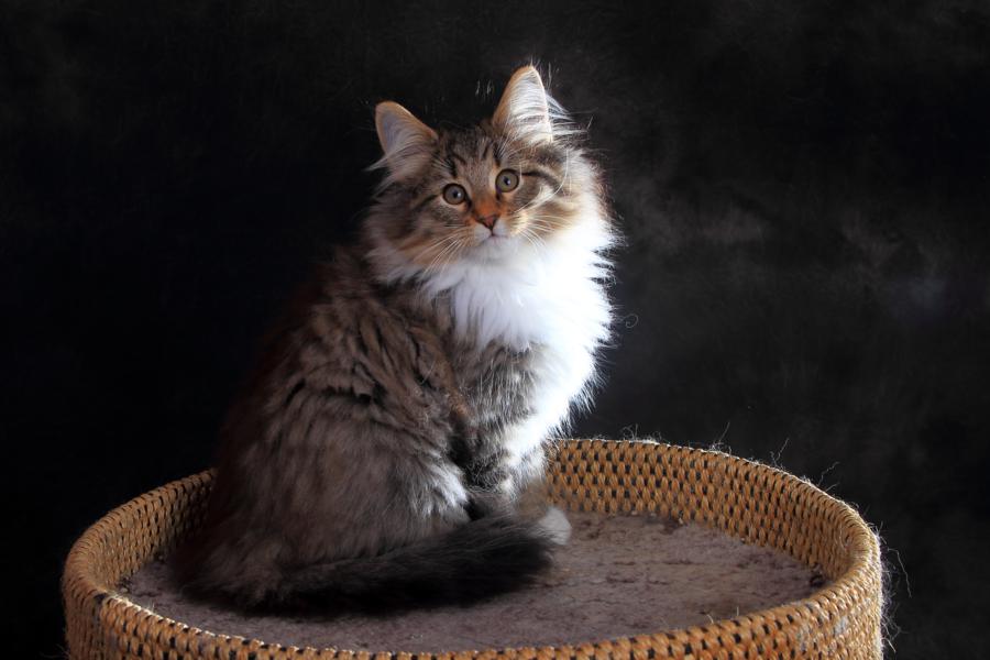 Quattro (84 Tage alt)