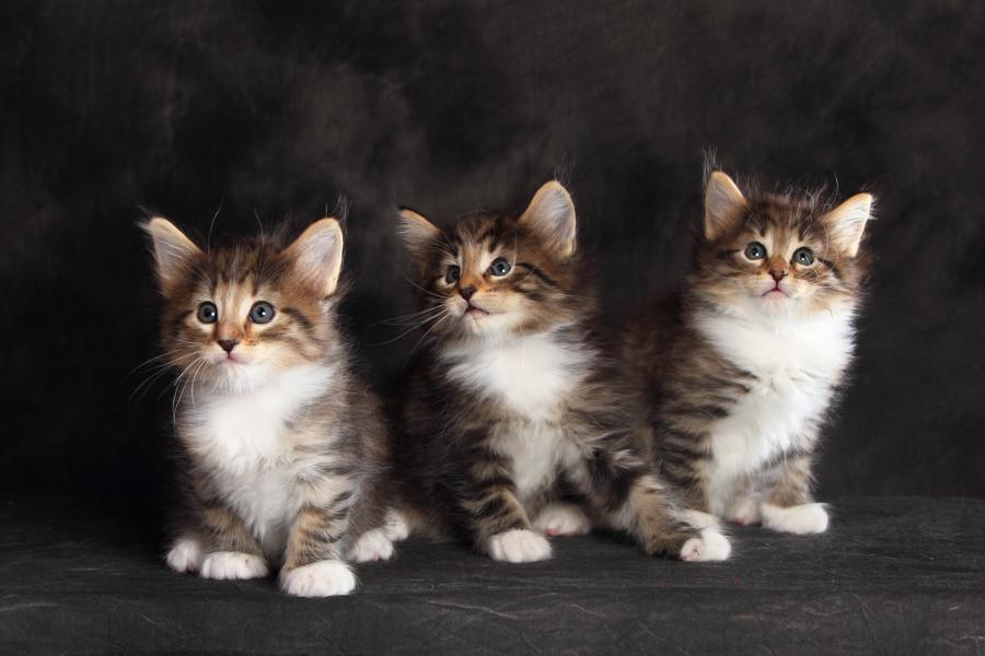 Wurf Q (41 Tage alt)