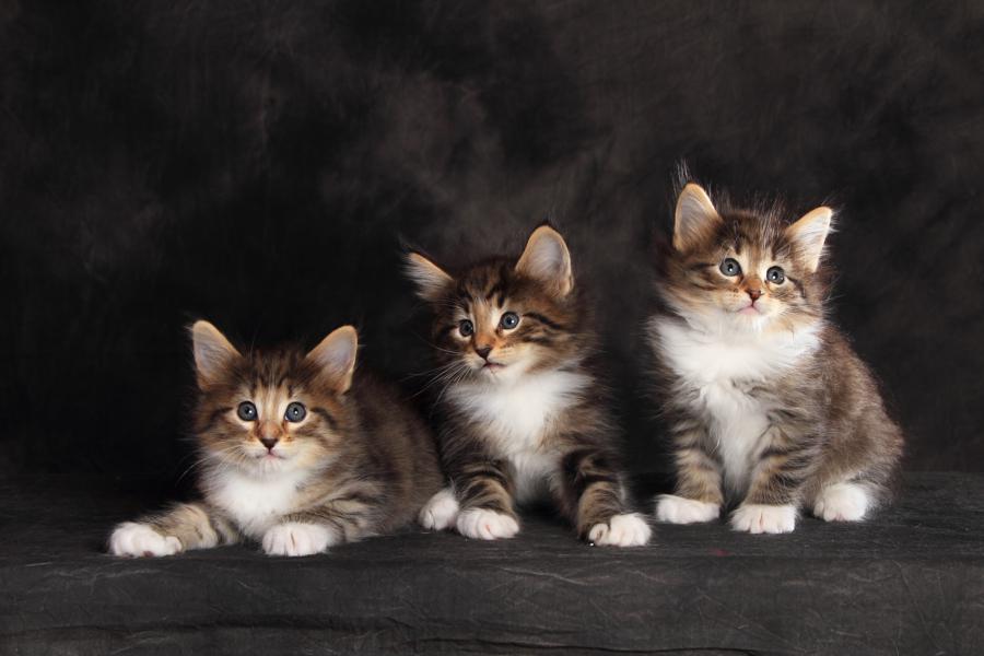 Wurf Q (41 Tage alt)