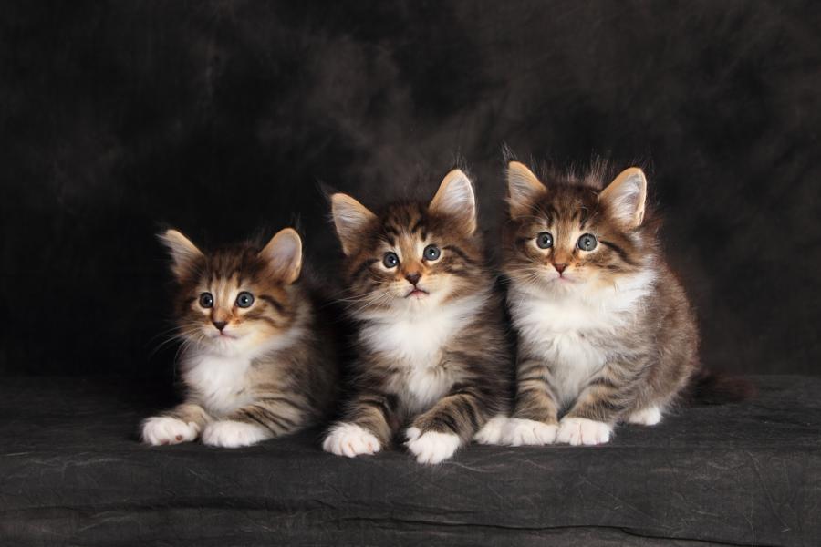 Wurf Q (41 Tage alt)