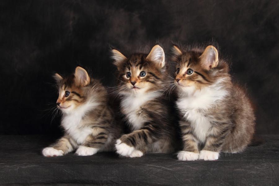 Wurf Q (41 Tage alt)