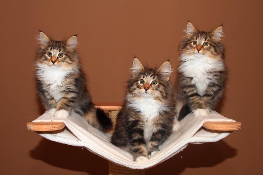 Wurf Q (77 Tage alt)