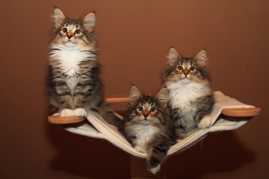 Wurf Q (77 Tage alt)