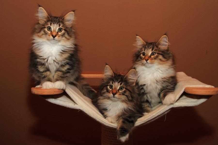 Wurf Q (77 Tage alt)