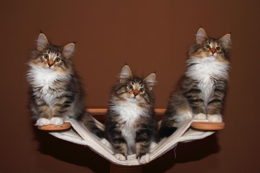 Wurf Q (77 Tage alt)