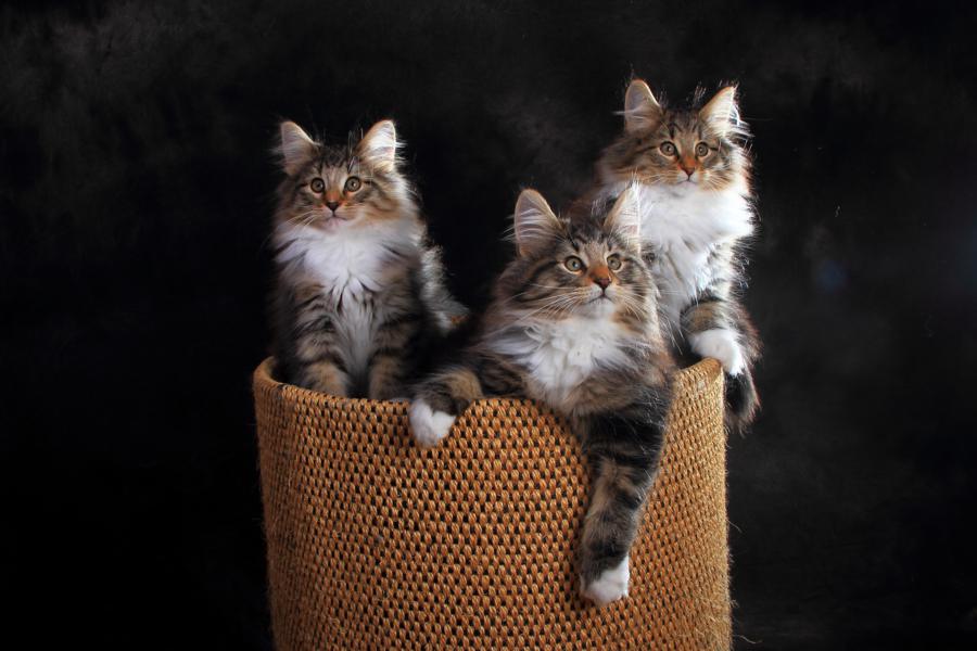 Wurf Q (84 Tage alt)