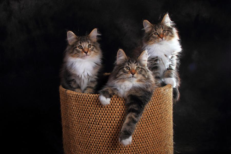 Wurf Q (84 Tage alt)