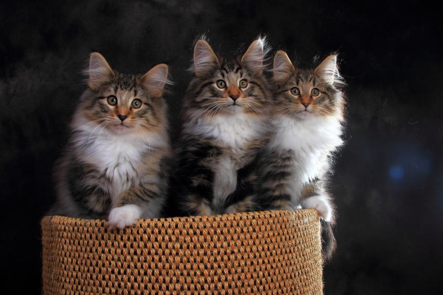 Wurf Q (84 Tage alt)