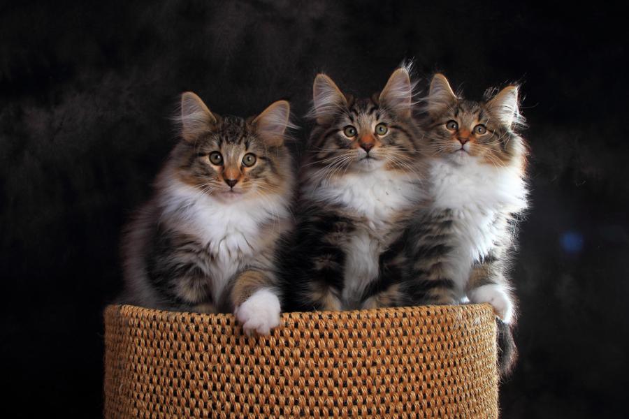 Wurf Q (84 Tage alt)