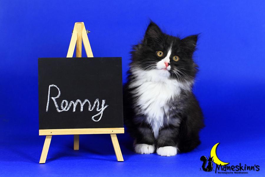 Remy (63 Tage alt)