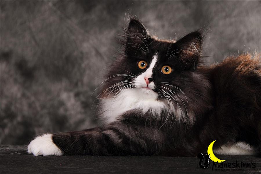 Remy (90 Tage alt)