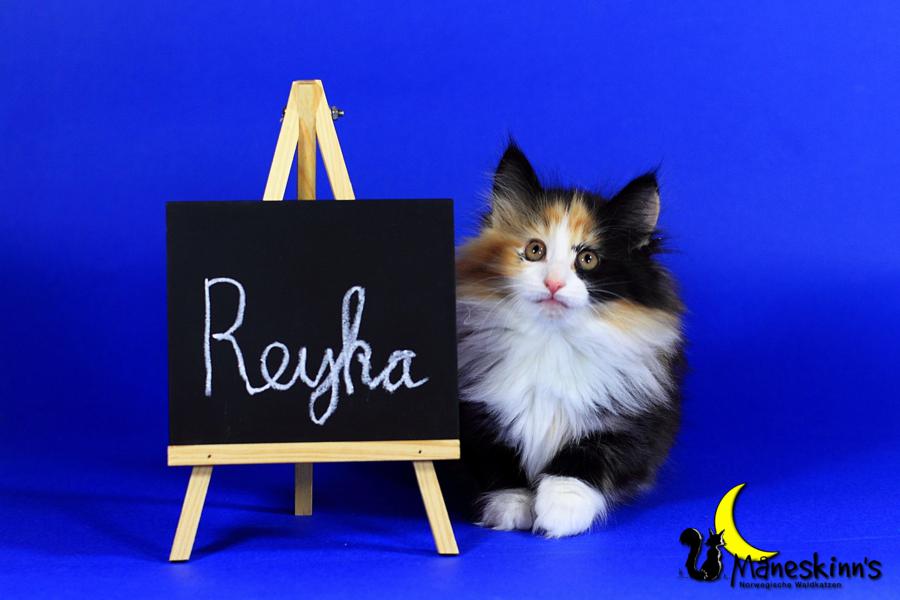 Reyka (63 Tage alt)