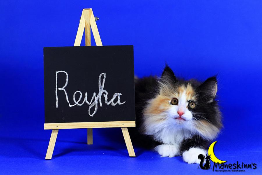 Reyka (63 Tage alt)