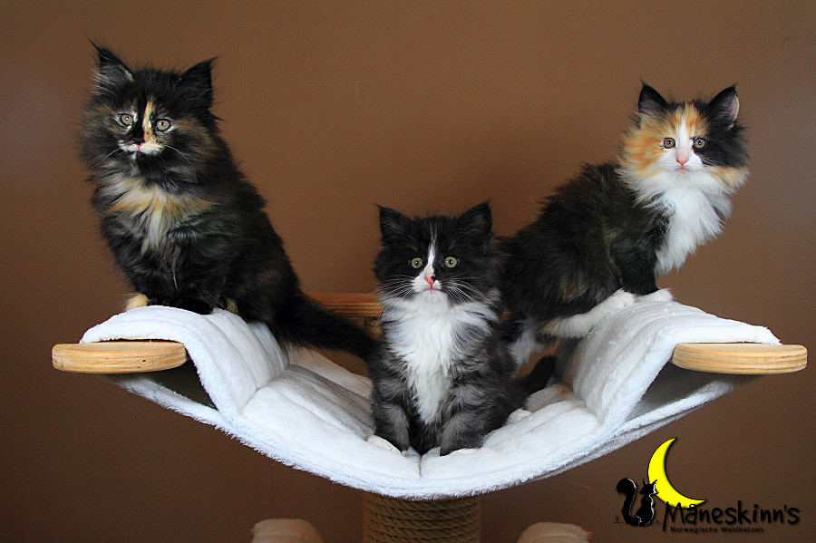 Wurf R (49 Tage alt)