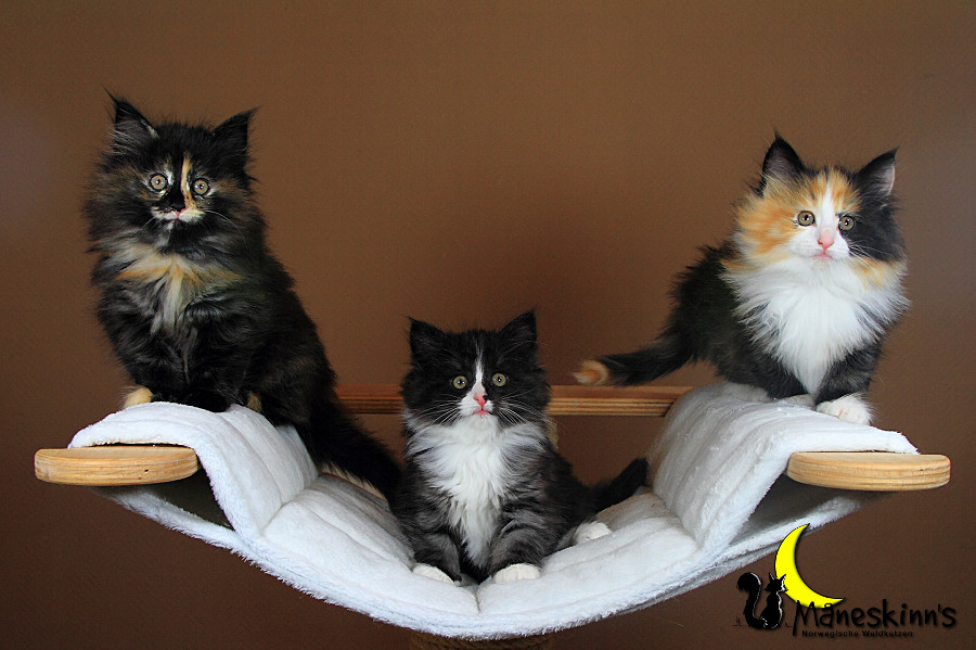 Wurf R (49 Tage alt)