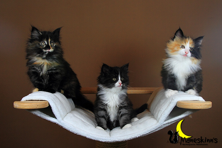 Wurf R (49 Tage alt)