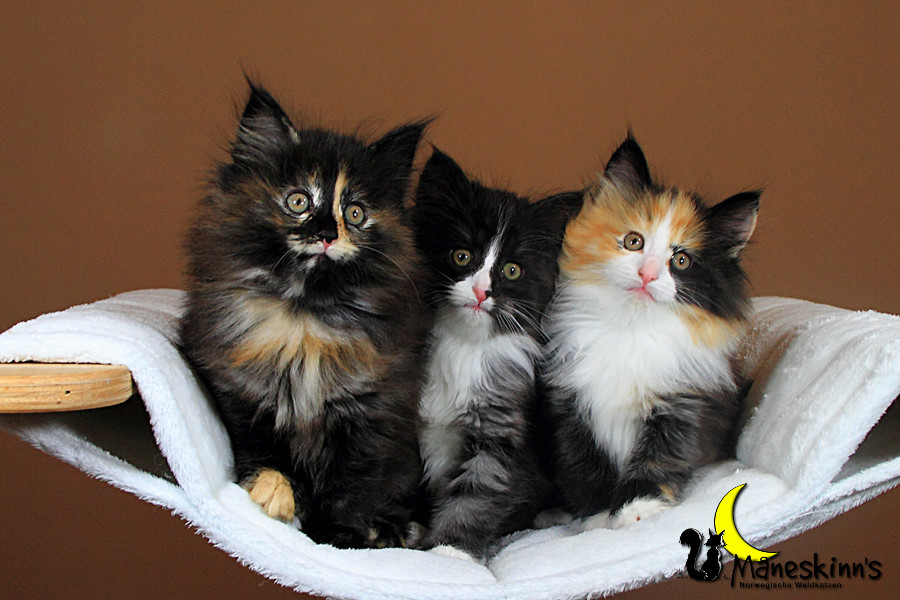 Wurf R (49 Tage alt)