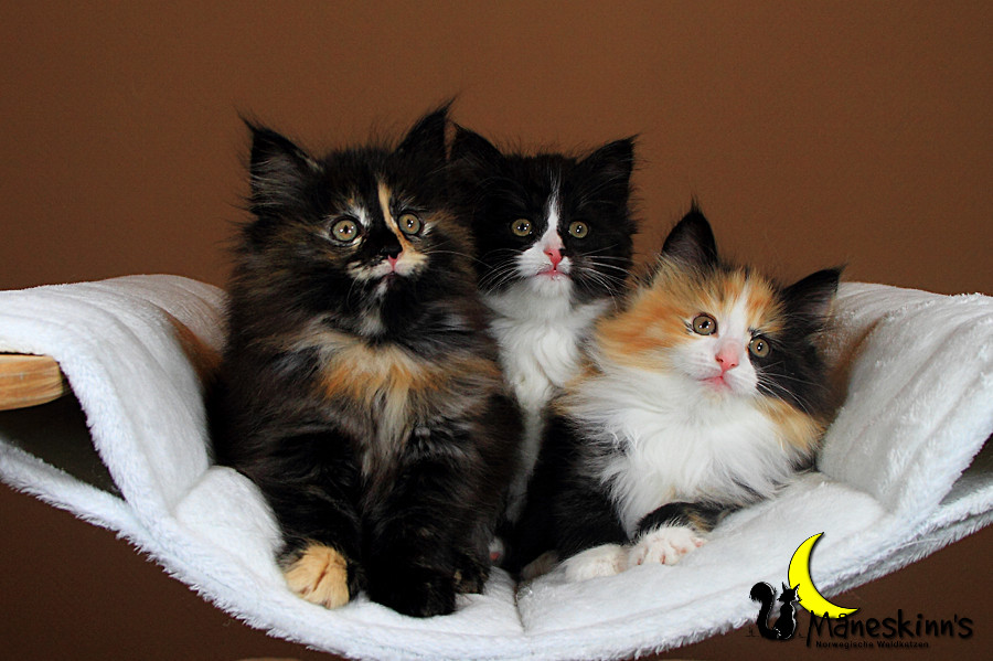 Wurf R (49 Tage alt)